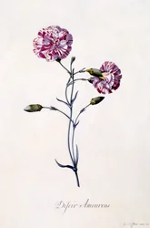 Difor amourius, Œillet, vers 1745 (gravure coloriée à la main)